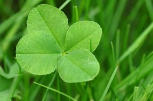 a green clover