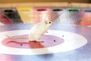 a mouse standing in the centre of wheel with holes